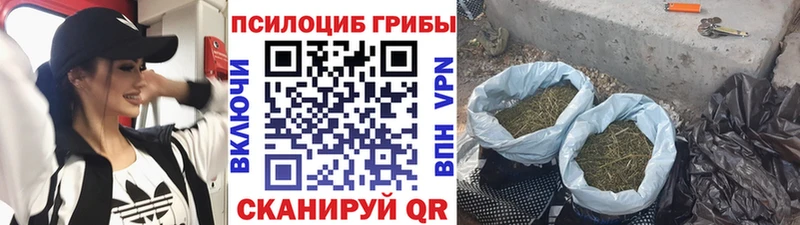 сайты даркнета официальный сайт  цены   Волгоград  Псилоцибиновые грибы Cubensis 